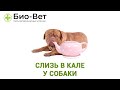 Слизь В Кале У Собаки & Причины Слизи В Кале У Собаки. Ветклиника Био-Вет