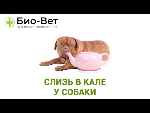 Слизь В Кале У Собаки & Причины Слизи В Кале У Собаки. Ветклиника Био-Вет