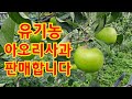 유기농사과 아오리 판매합니다. 2023년 7월 24일