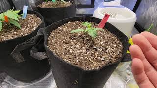 Grow with Me (Day 16) - Adjusting Humidity for Early Veg & Cosmic Queen Diagnosis | First Day of LST