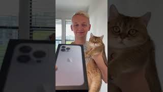 Cat Or Iphone?