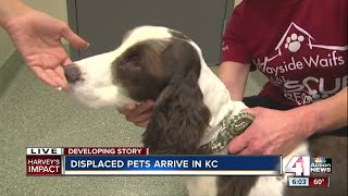 Wayside Waifs special rescue team brings Louisiana pets to Kansas City