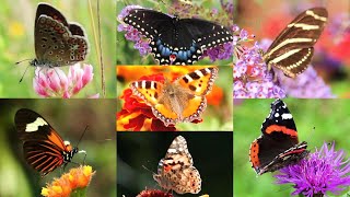 Butterfly and flower