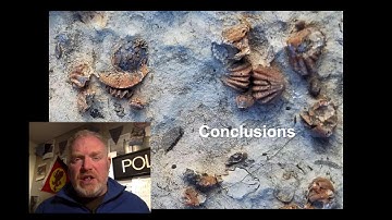 Brachiopods Study Task