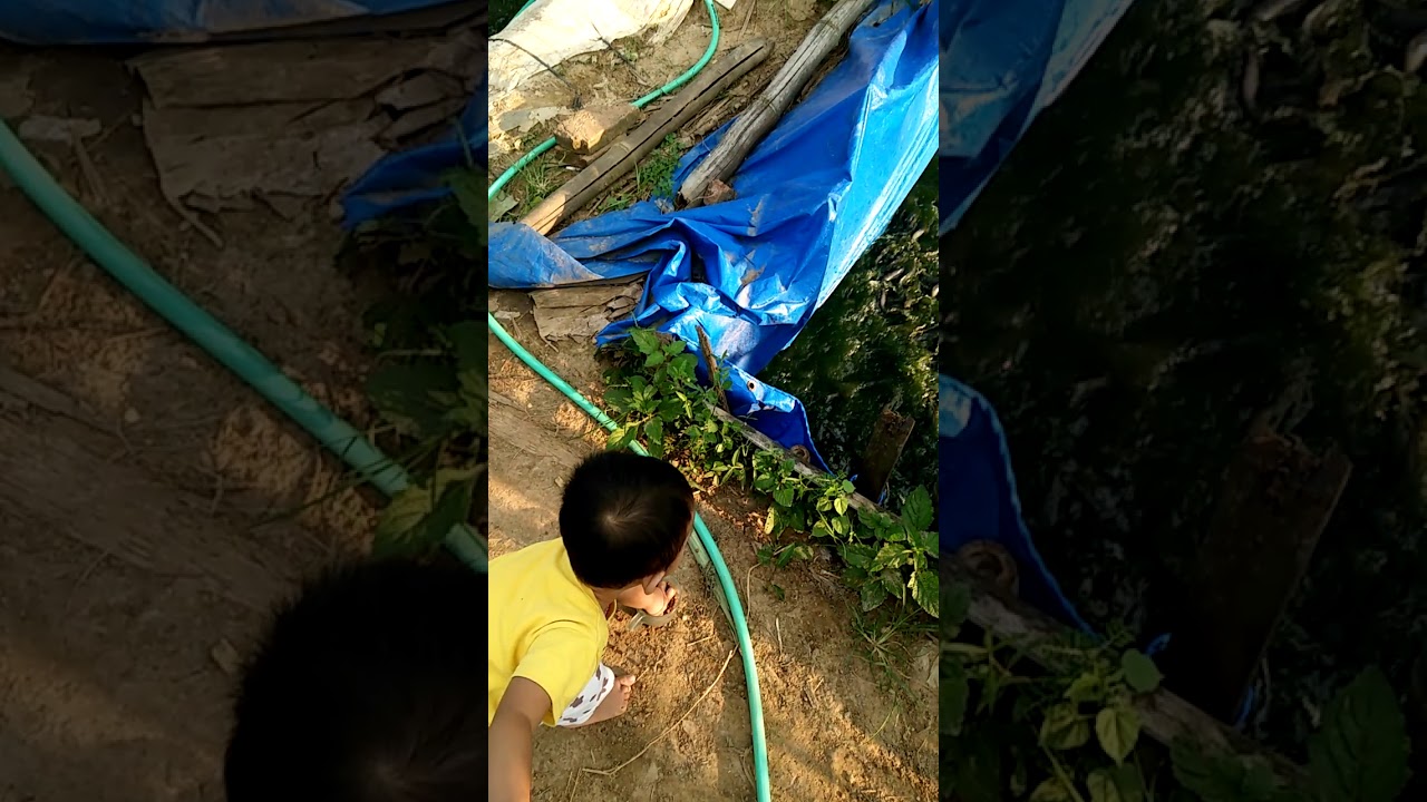 Cara mudah budidaya ikan lele super 