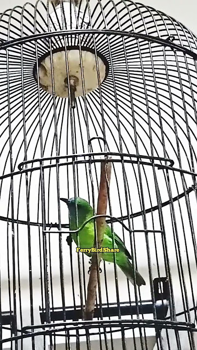 kinoi betina isian cililin #kinoigacor #kinoy #shorts