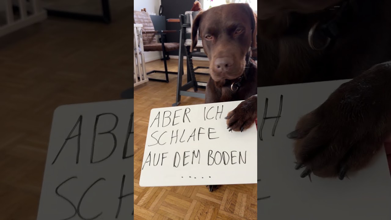 Mein Hund will im Bett schlafen, was denkt ihr?