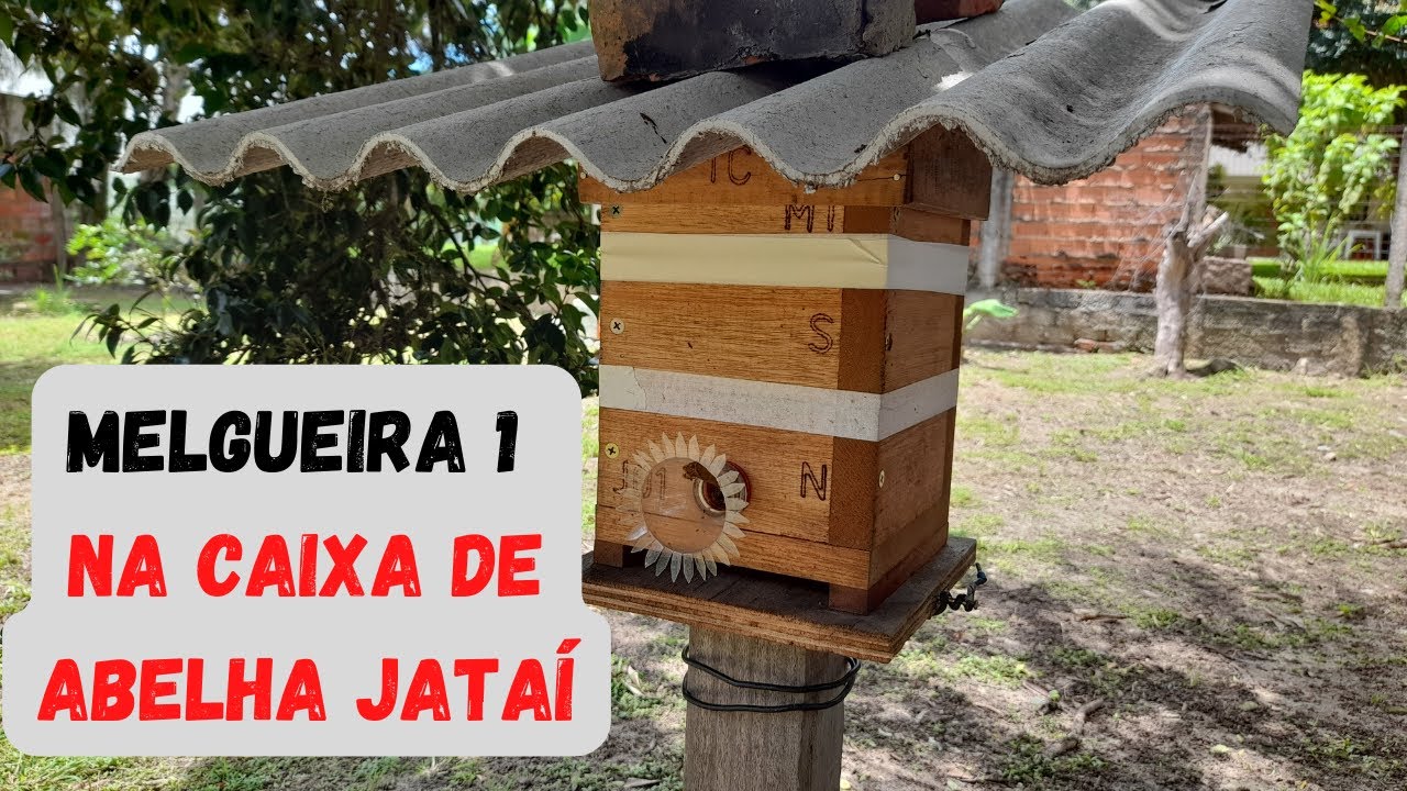 Colocando a Melgueira 1 nas Caixas das Abelhas Jataí