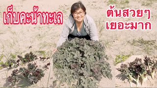 เก็บคะน้าทะเลต้นสวยๆเยอะมากวันนี้ #คะน้าทะเล Sea kale 16.5.2024