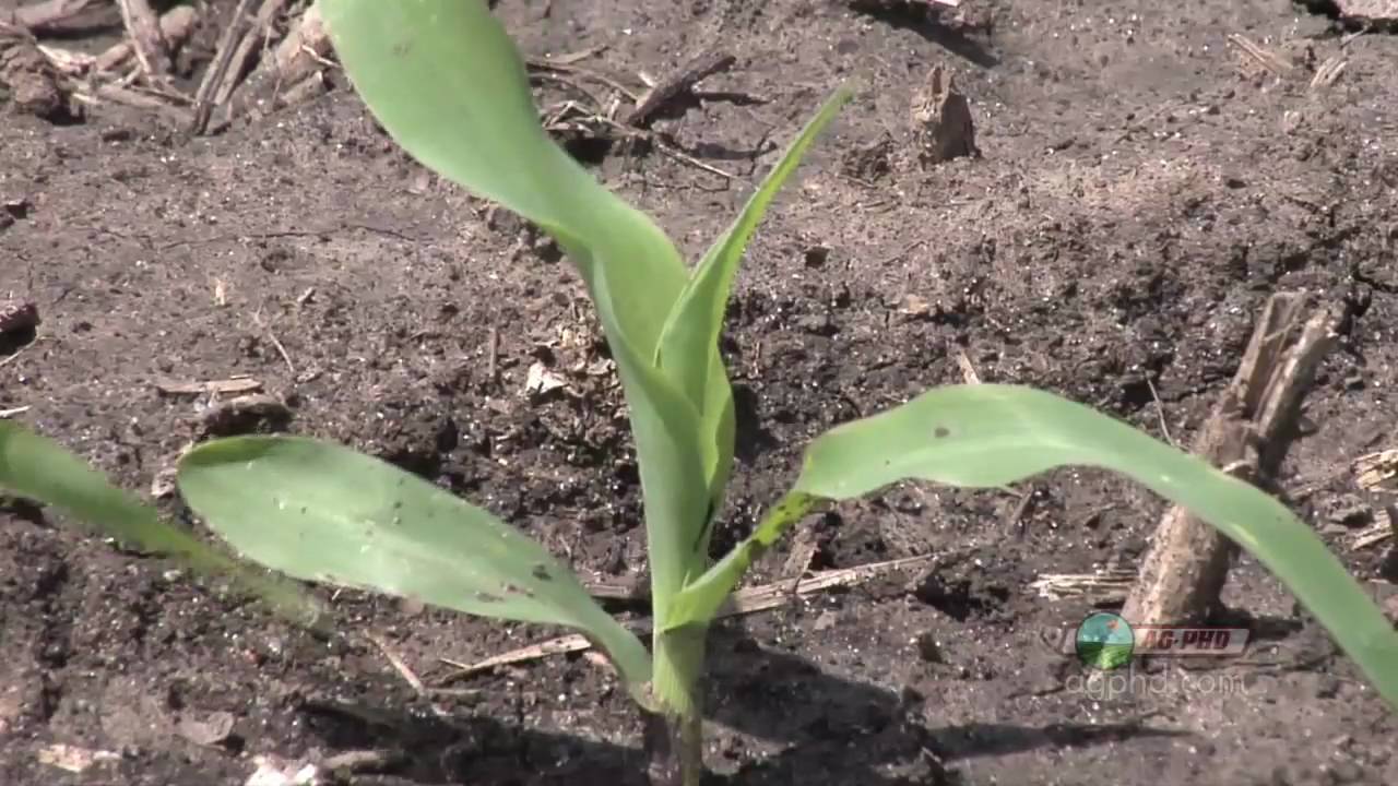 Farm Basics-Corn Growth Stages #633 (From Ag PhD #633 5/23/10) - YouTube