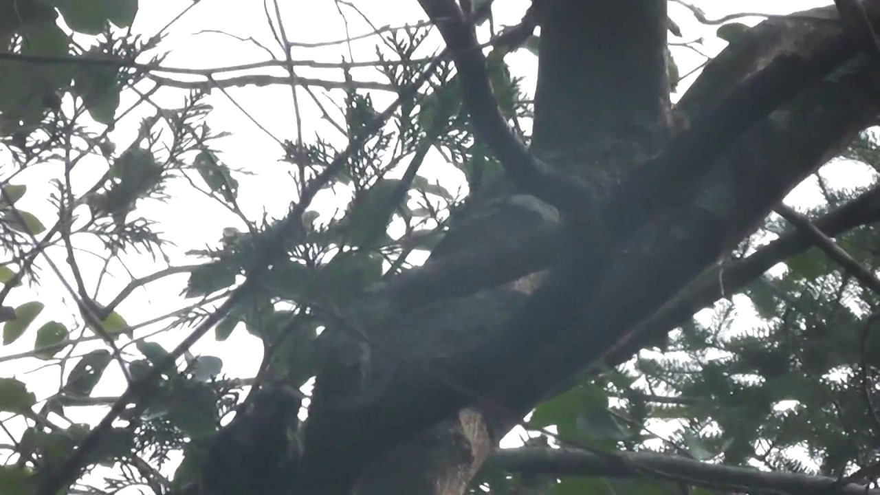 Yellow-Bellied Sapsucker(Male)(Sphyrapicus varius) 