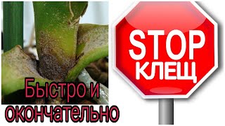 картинка: 💯% победила клеща на орхидеях❗️ Прошел год, подвожу итоги.
