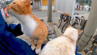 フェリーを降りると港に猫が集まってて楽しい