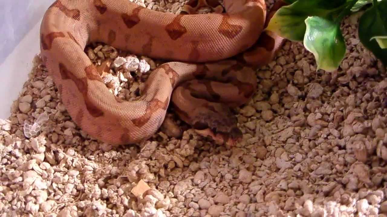 petco hours Isla Settling In (HD)