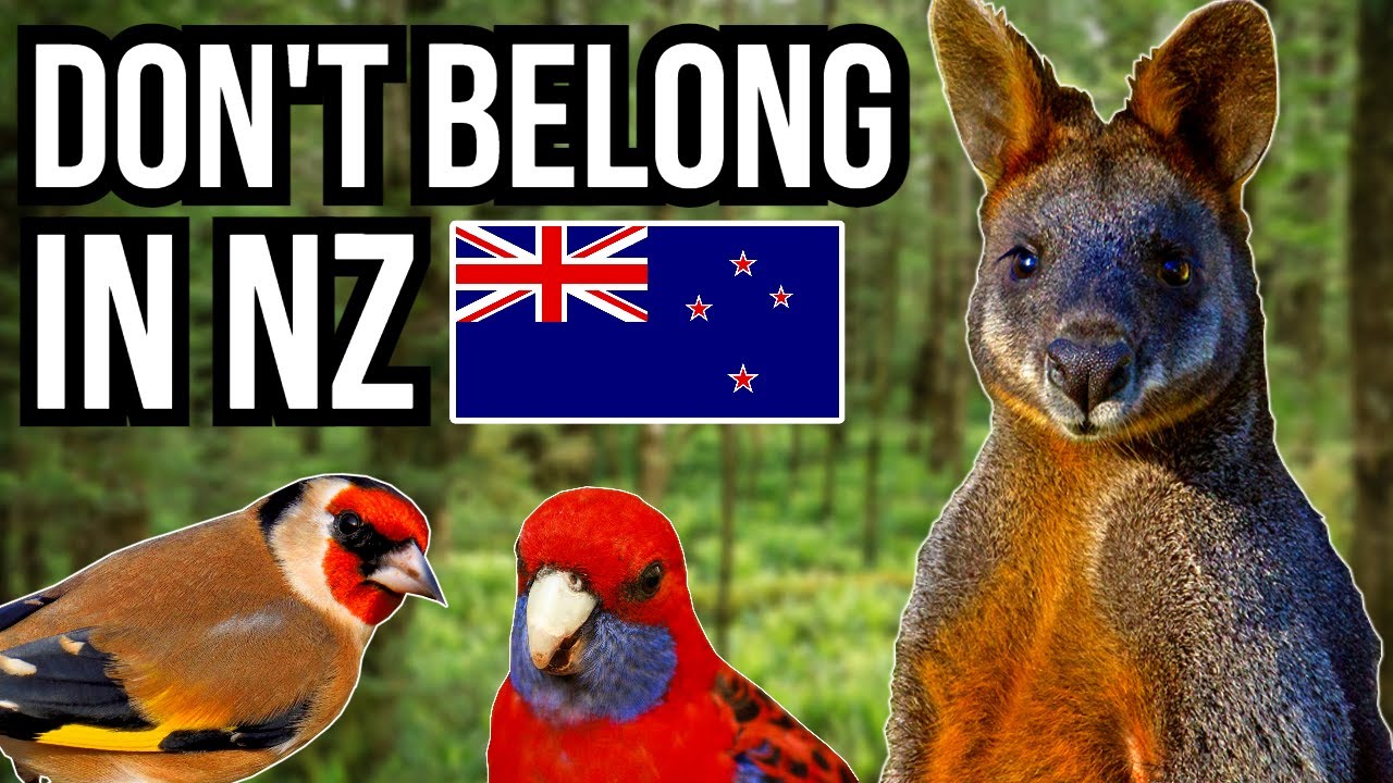 5 Animals That Really Don't Belong In New Zealand - YouTube