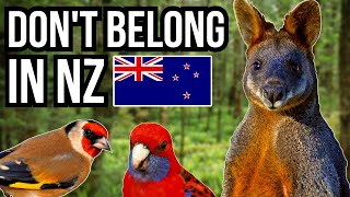 5 Animals That Really Don't Belong In New Zealand