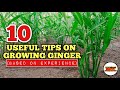 10 Useful Tips On How To Grow Ginger | Ginger Farming in the Philippines