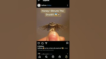D&D Encounter Inspiration: Druid Gets Cursed By Fey | DnD TikTok
