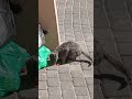 part 8 what to name the cat