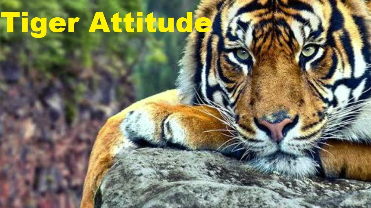 TIGER ATTITUDE STATUS – The Tiger Attitude