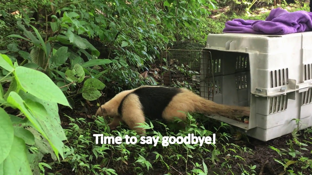 Costa Rica Animal Rescue Center - Tamandua Release!
