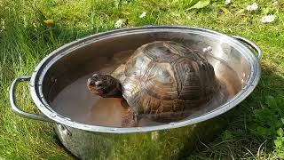 17.03.2024 Rocky the Greek Tortoise reemerged from her winter sleep today in Devon.