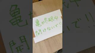 アカミミガメの冬眠スタート🐢