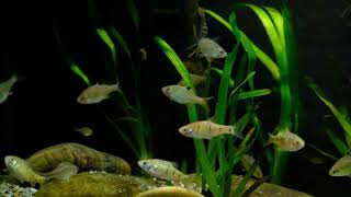 Chinese Native Freshwater Aquarium (Lake Bottom)