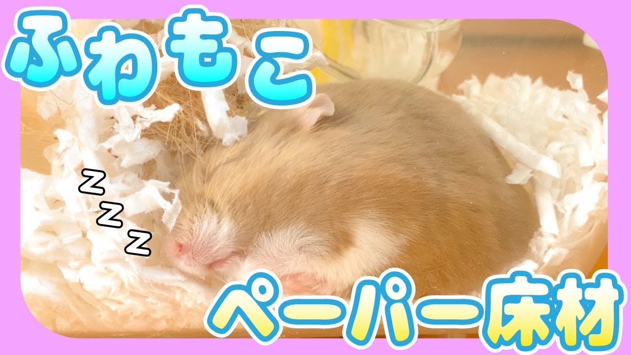 紙の床材ってどうなの ふわふわにする秘訣 ケアペーパー試してみた ハムスター Youtube 紙の床材ってどうなの ふわふわにする秘訣 ケアペーパー試してみた ハムスター Youtube