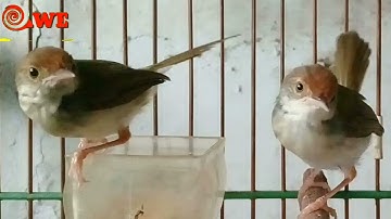 suara prenjak lumut jantan dan betina