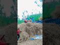 गेंहू निकाल रहे हैं 💸🌾 #bhojpuri #trending #song #youtubeshorts #shorts