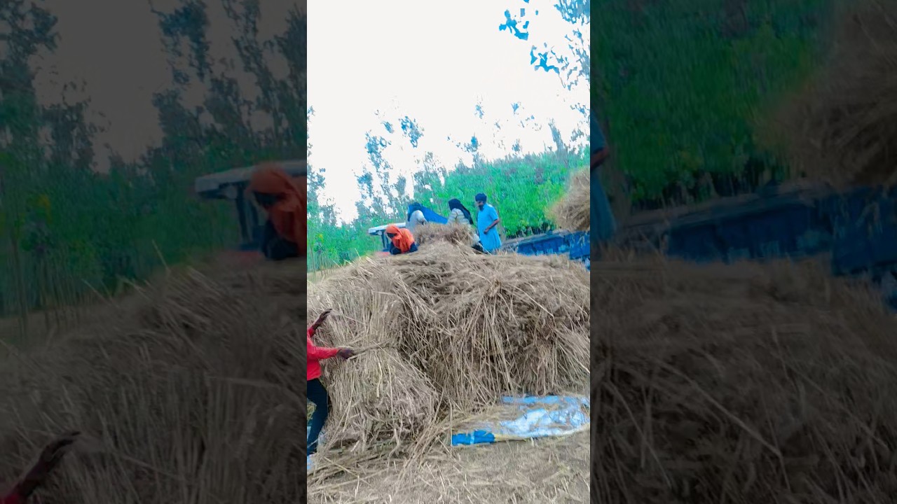 गेंहू निकाल रहे हैं 💸🌾 #bhojpuri #trending #song #youtubeshorts #shorts
