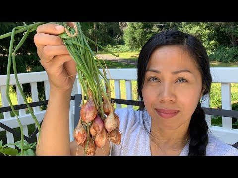 Video: 3 Ways to Dry Shallots