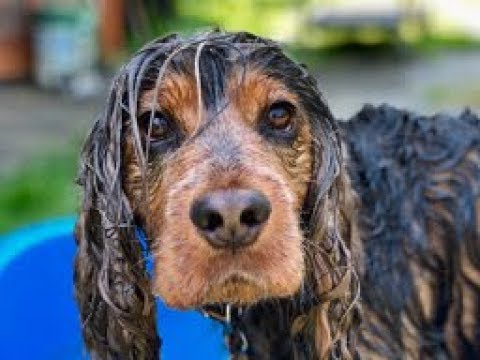 Errol The Sable Cocker Spaniel Has Summer Water Fun HD