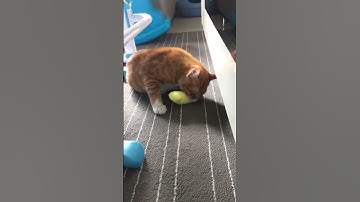 Teeth Grinding Catnip Toys Funny Interactive Plush Cat Toy Pet Kitten