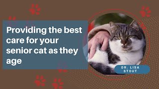 Everything You Need To Know About Senior Cat Care