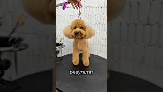 картинка: Из кучеряшки в пудели 🥰 #viral #fyp #dog #groom #пудель #pets