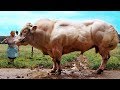 5 Самых странных коров, которые реально существуют