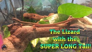 You Won't Believe How Long this Lizard's Tail Is!