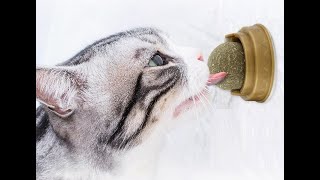 Kedi Nanesi Cat Mint Oyun Topu