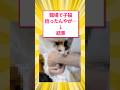 職場で子猫ひろったんだがどうしたらいい??→結果 #5ch #猫