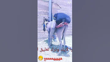 ههههه فرط الحزين الا وقع من الجحش ههههه ههه ههههه اجمل ههههههه كوميدى كوميديا مضحكة حالات 