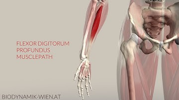 Flexor Digitorum Profundus Musclepath, Origin, Insertion (3D Anatomy)
