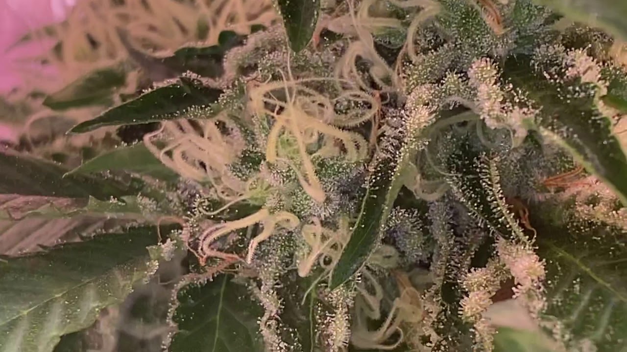 Dos Si Dos 33 Indoorgrow Week 9 from seed / from seed to harvest weed/