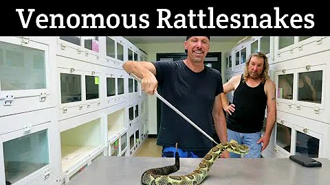 Rare Defensive Rattlesnakes and Conservation with Kevin McCurley and Tim Velten