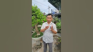 Chăm sóc cây hoa giấy ra hoa theo ý muốn. Bonsai Khoa Trương