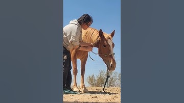 haltering and unhaltering practice.