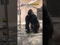 Ranking the Best Gorilla Moments
