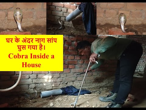 Cobra Snake Inside House Dardag Ormanjhi Ranchi घर म घ स गय न ग स प दरद ग ओरम झ र च