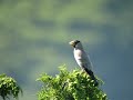 イカルのさえずり・鳴き声(Japanese Grosbeak・Eophona personata)(song)